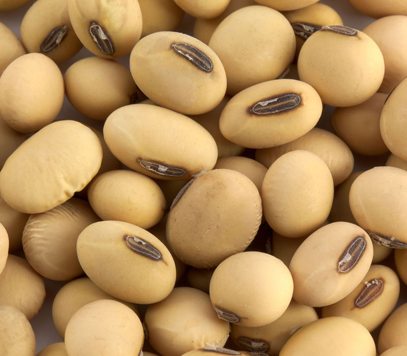 Soybeans Are Getting Serious • No Nonsense Forex